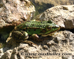 Les batraciens avec la grenouille verte