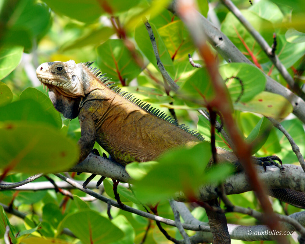 L'iguane des petites Antilles ou iguane antillais (Iguana delicatissima)