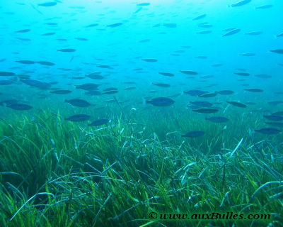 La posidonie [Posidonia]