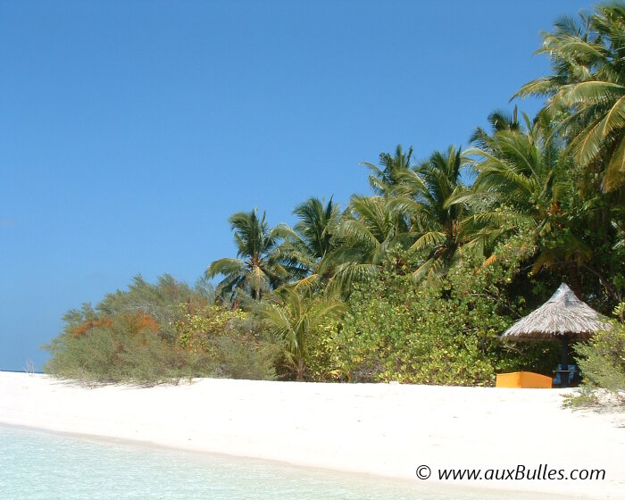 Les Maldives avec ses plages de sable blanc et ses palmiers en toile de fond