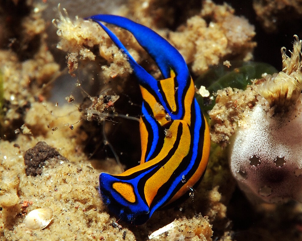 La limace de mer sangsue (Chelidonura hirundinina)
