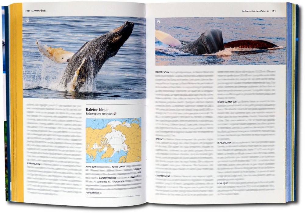 La baleine bleue - Extrait du guide « Faune et Flore du Grand Nord » aux Éditions Delachaux et Niestlé