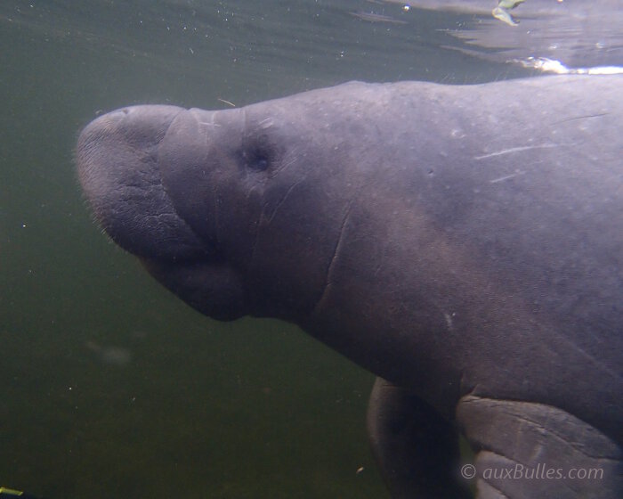 La couleur du lamantin de Floride varie du gris au brun avec des zones plus ou moins claires.