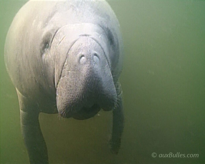 Le lamantin de Floride est un mammifère marin à l'allure pataud et au tempérament paisible.