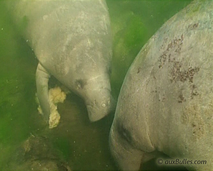 Le lamantin de Floride est un mammifère marin herbivore qui passe la majeure partie de sa journée à brouter tranquillement la végétation qui se développe sur le fond.