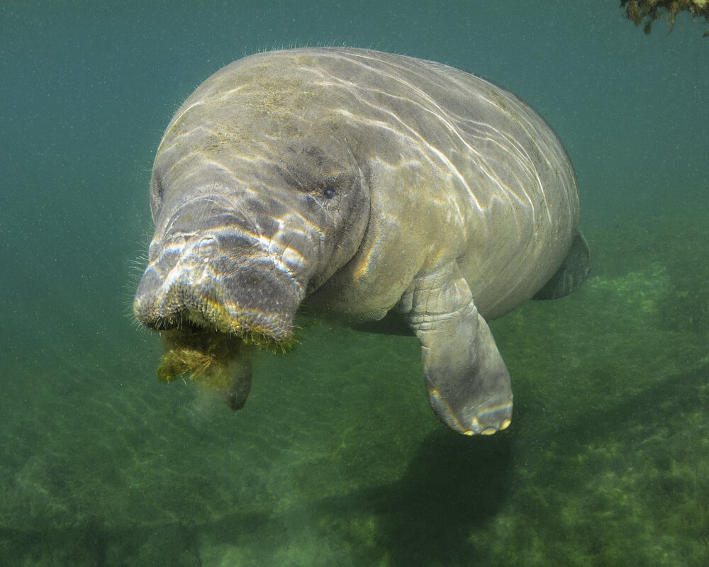 Le lamantin de Floride est un mammifère marin herbivore