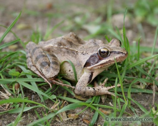 Les amphibiens avec la grenouille brune