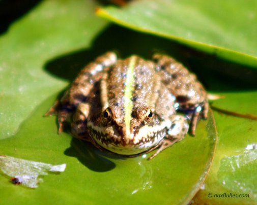 La grenouille verte adore passer sa journée sur les feuilles de nénuphar à se prélacer au soleil !