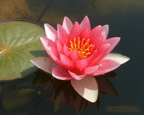 La mise en place des plantes aquatiques pour embellir votre bassin de jardin.