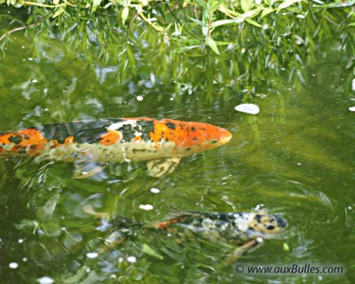Une carpe koï mouchetée de rouge accompagnée d'un shubunkin Une carpe koï mouchetée de rouge accompagnée d'un shubunkin