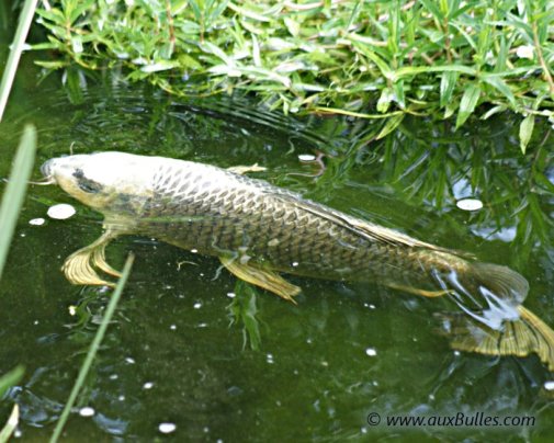 La carpe Koï argentée proche de la surface de l'eau La carpe Koï argentée proche de la surface de l'eau
