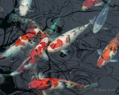 La carpe koï est le fruit du croisement ancestral d'individus provenant de l'espèce de la carpe commune La carpe koï est le fruit du croisement ancestral d'individus provenant de l'espèce de la carpe commune