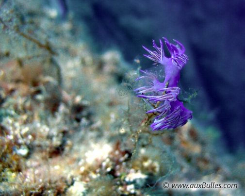 Notez l'absence de coquille chez la flabelline mauve (Flabellina affinis) ! Notez l'absence de coquille chez la flabelline mauve (Flabellina affinis) !