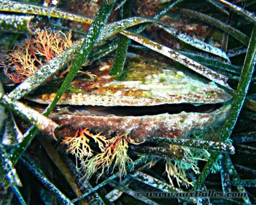 La grande nacre, le plus grand bivalve de Méditerranée !