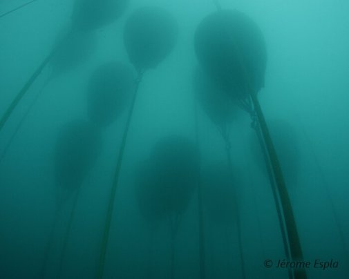 Vue depuis le fond sur le champ de parachutes qui s’élèvent vers la surface de l’eau !