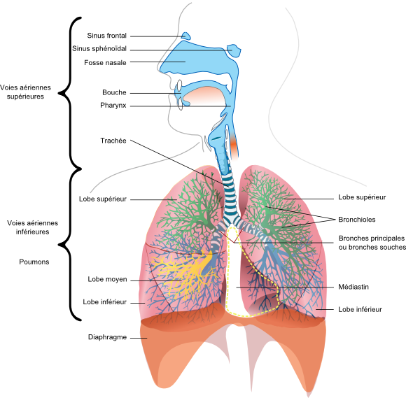 L'anatomie de l'appareil respiratoire