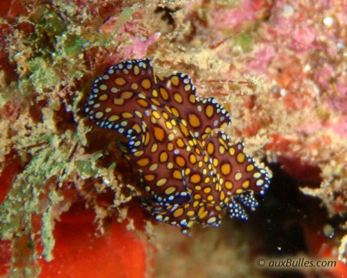 Le ver plat léopard (Euplanoida pardalis)