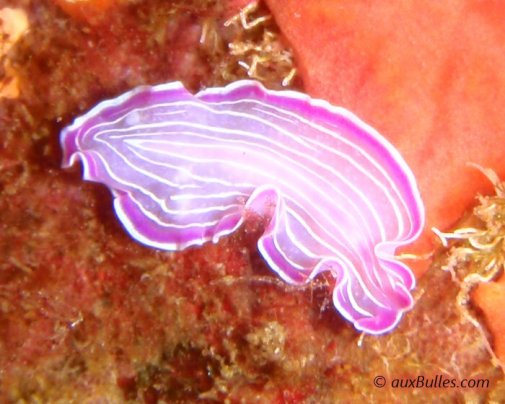 Le ver plat rose (Prostheceraeus roseus)