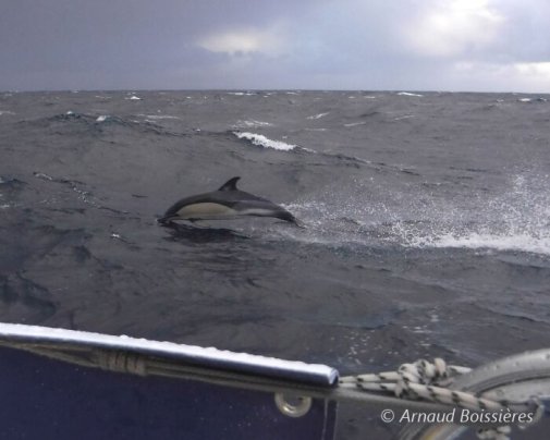 Les dauphins sont venus saluer le skipper Arnaud Boissières sur "La Mie Caline"