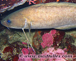 Poisson, la mostelle brune