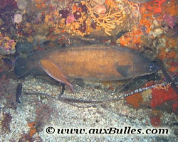 Poisson, la mostelle brune