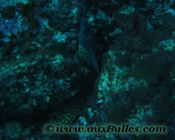 Poisson, la mur�ne commune
