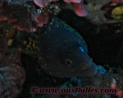 Poisson, la mur�ne commune