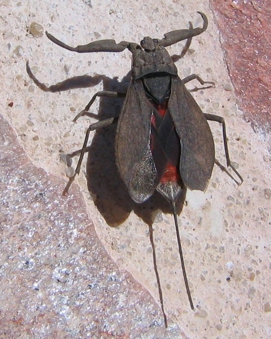 Les ailes déployées, la couleur rouge de l'abdomen de la nèpe se dévoile !