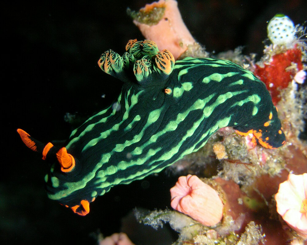 La limace de mer noire à rayures vertes (Nembrotha kubaryana)