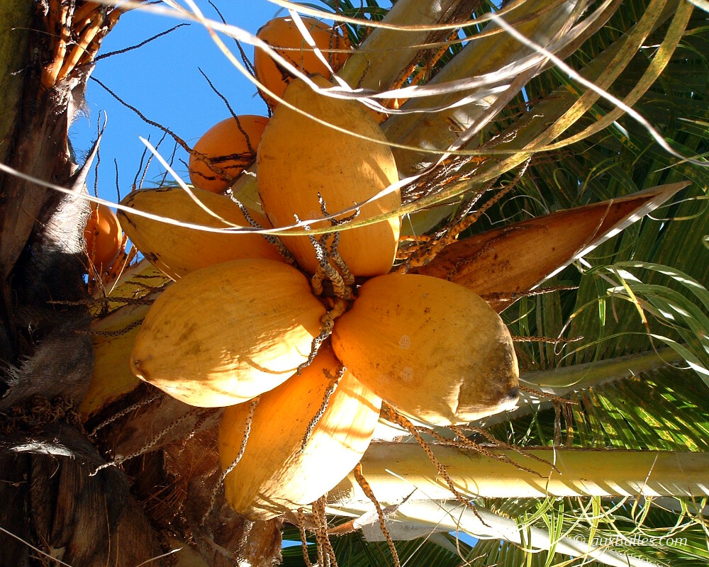 Un cocotier avec ses noix de coco