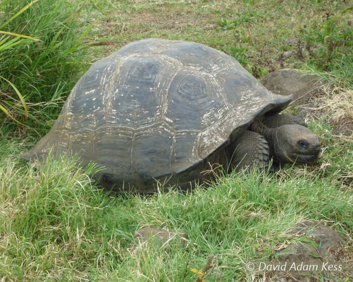La tortue géante des Galapagos (Chelonoidis nigra) sur l'ile de Santa Cruz