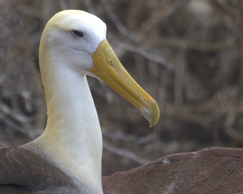 L'albatros des Galapagos (Phoebastria irrorata)