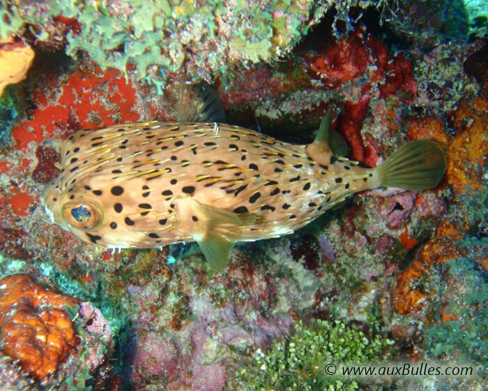 Le petit diodon se cache à l'abri des regards dans les multiples recoins des récifs coralliens