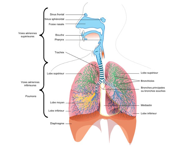 physiologie de l appareil respiratoire