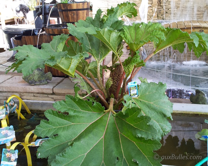 Des pieds de rhubarbe géante en container prêts à être replantés