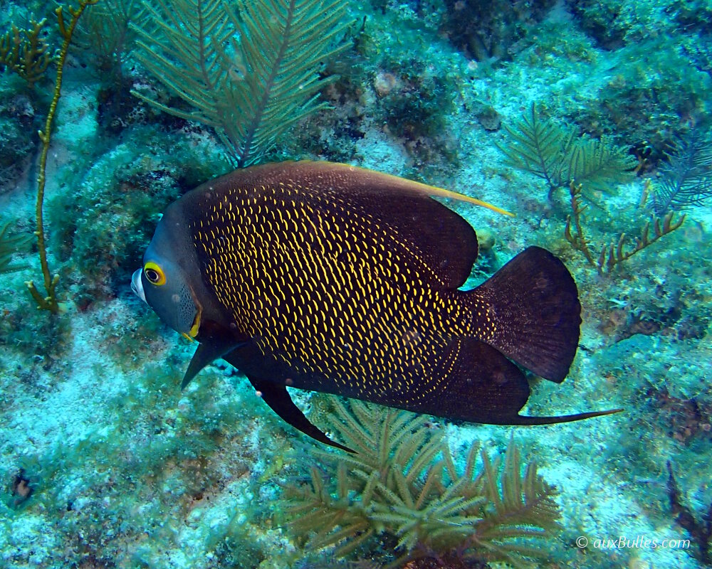 Le poisson ange français est un poisson majestueux avec sa livrée noire et ses écailles bordées de jaune !