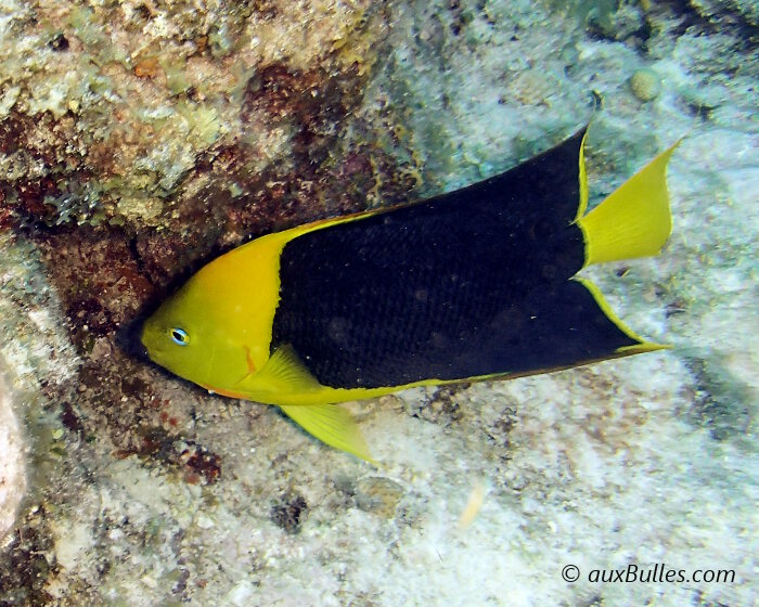 Le poisson ange tricolore présente une morphologie caractéristique à la famille des poissons anges et une coloration jaune et noire très reconnaissable.