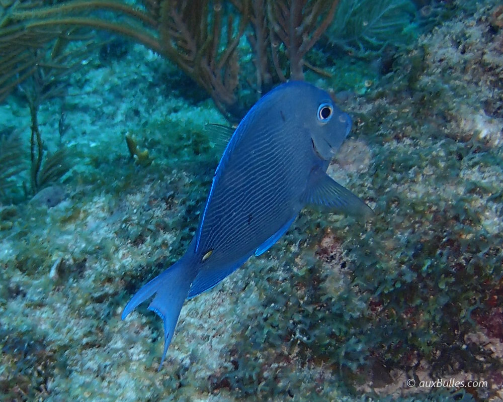 Le poisson chirurgien bleu (Acanthurus coeruleus)