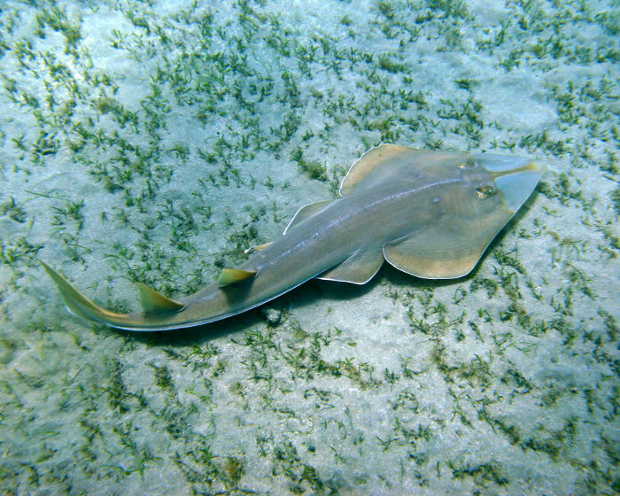 Le poisson guitare à bec (Rhinobatos schlegelii)