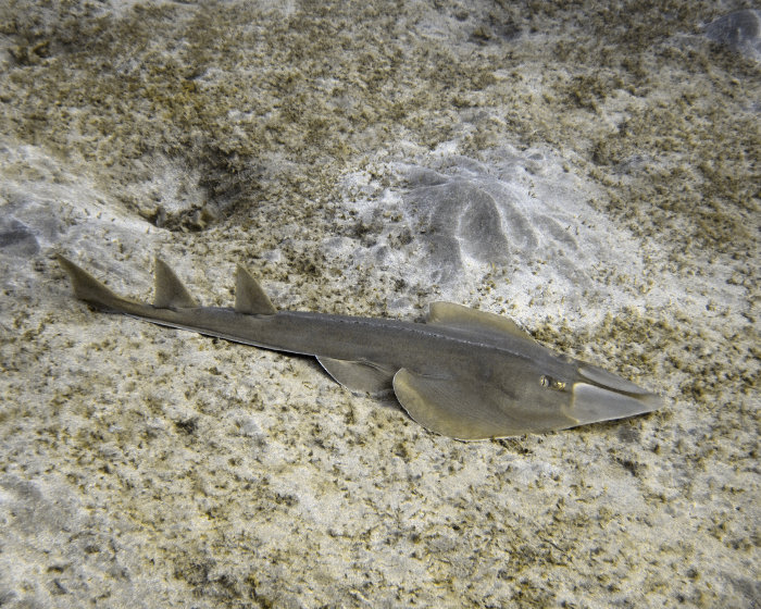 Le poisson guitare (Glaucostegus halavi)