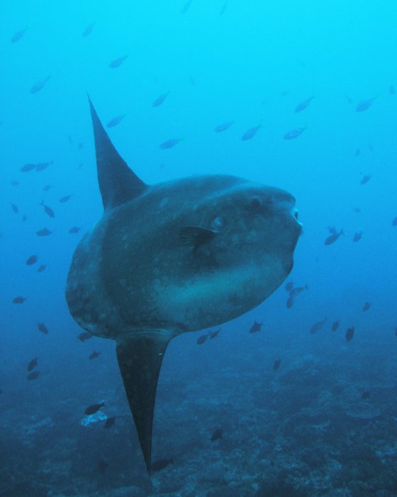 Le poisson lune est un poisson de forme atypique : un ovoïde très aplati tantôt plus haut que large ou inversement