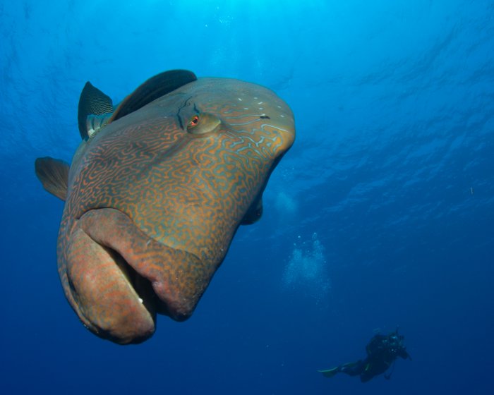 Le poisson Napoléon se caractérise par la bosse proéminente sur le front du mâle adulte, sa grande bouche charnue et ses yeux globuleux.