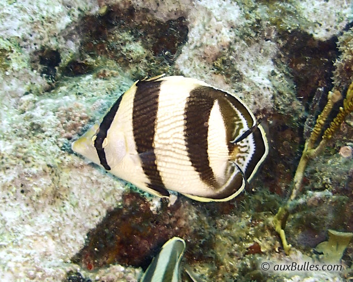 Le poisson papillon à bandes noires (Chaetodon striatus)