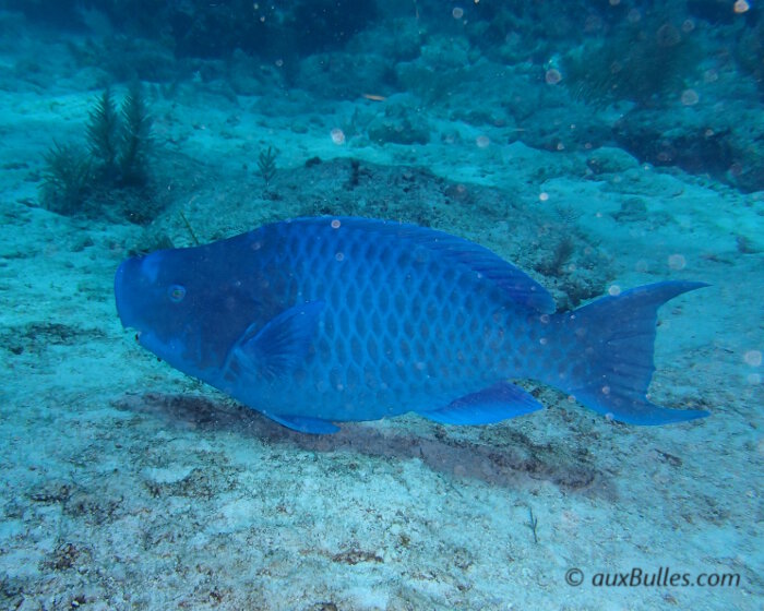 Le poisson perroquet bleu (Scarus coeruleus)