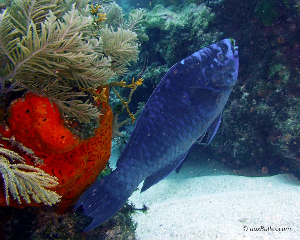 Le poisson perroquet noir (Scarus coelestinus)