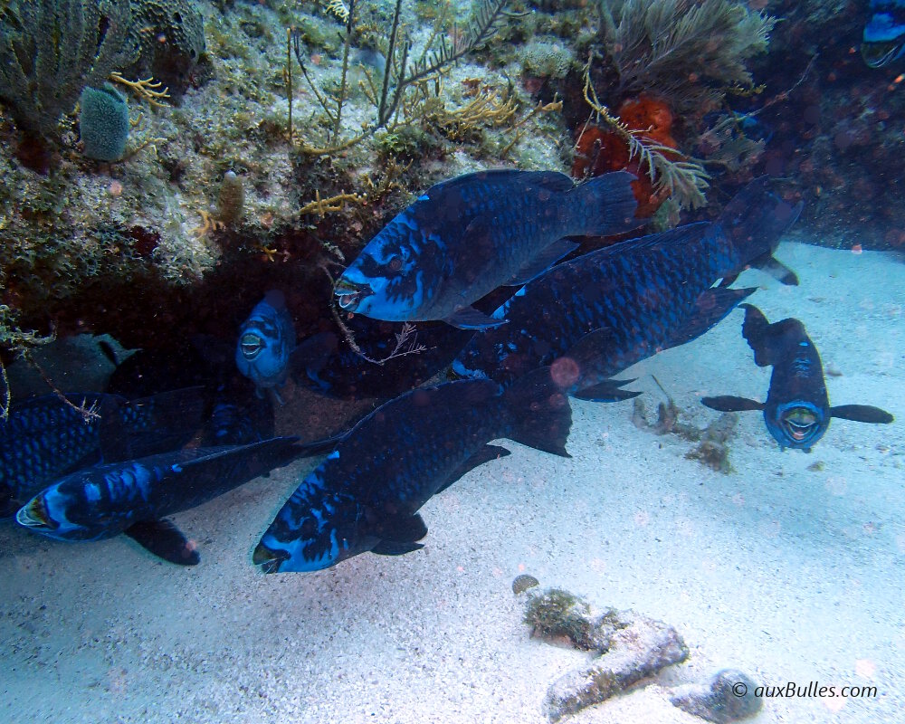 Un banc de poissons perroquets noirs (Scarus coelestinus)