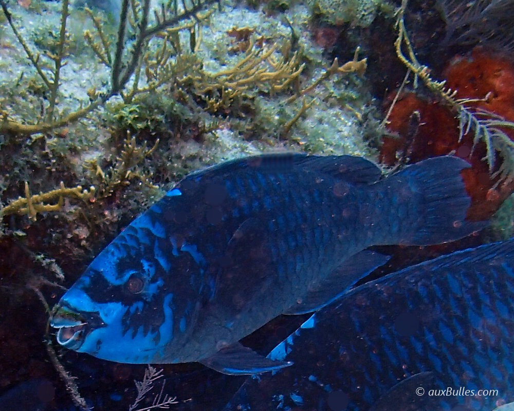 Le poisson perroquet noir (Scarus coelestinus)