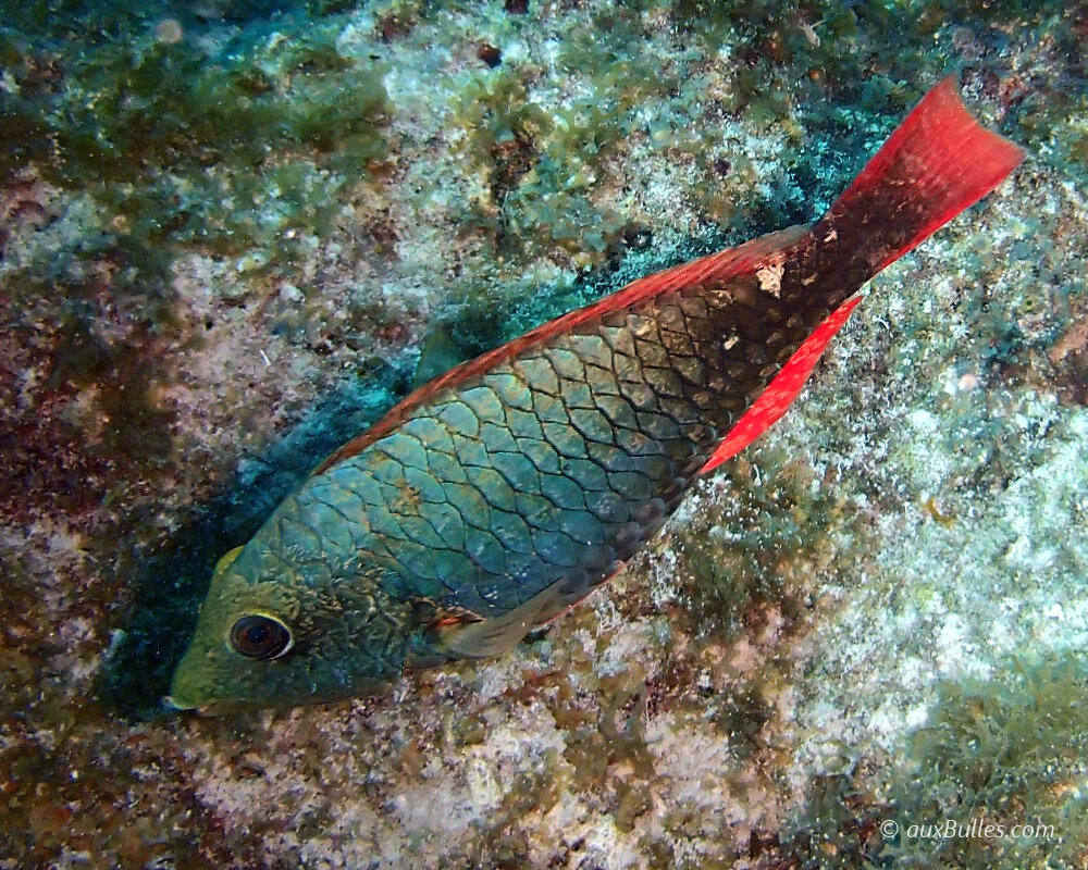 Le poisson perroquet tacheté (Sparisoma aurofrenatum)