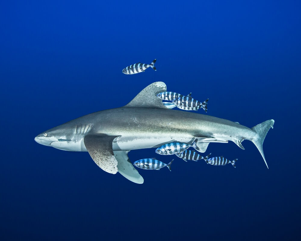 Un requin pointe blanche océanique escorté par des poissons pilotes (Naucrates ductor)