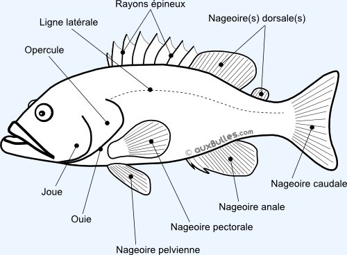 Anatomie des poissons osseux Anatomie des poissons osseux